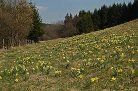 prairie avec jonquilles