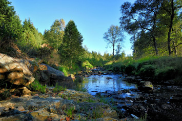 vallée et ruisseau en forêt