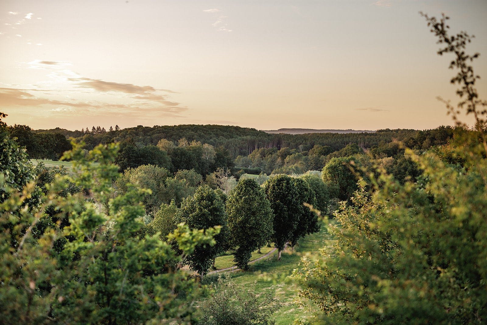 Photo d'une forêt avec un coucher de soleil