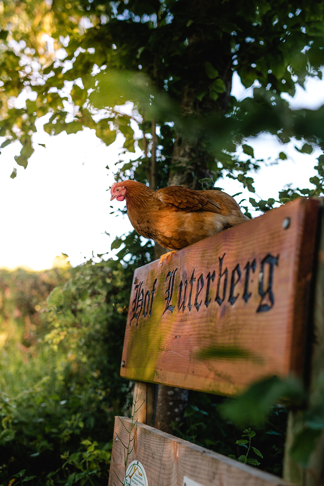 Foto von einem Huhn auf einem Schild